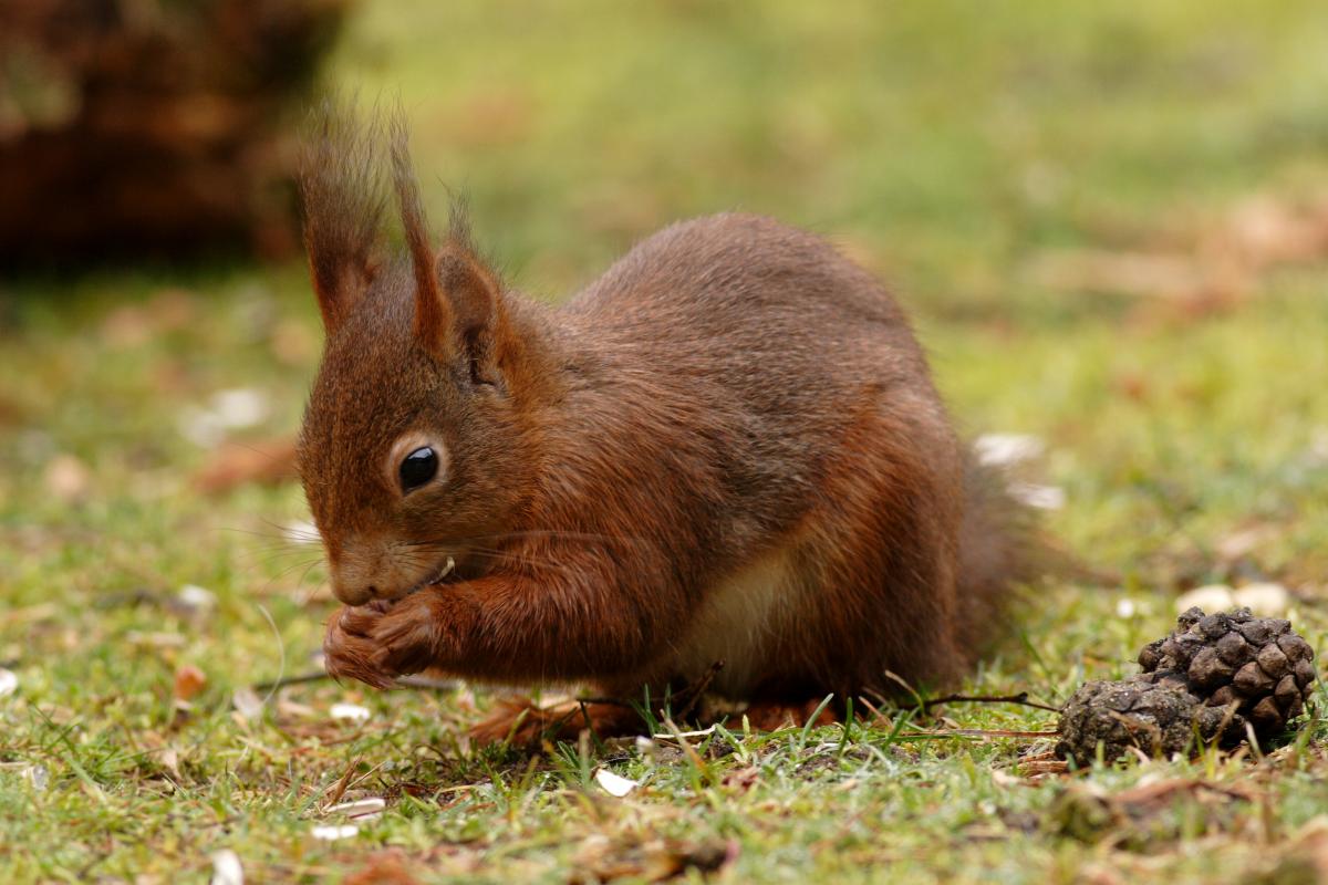 Eekhoorn kalender april - wie wat bewaart die heeft wat! | De